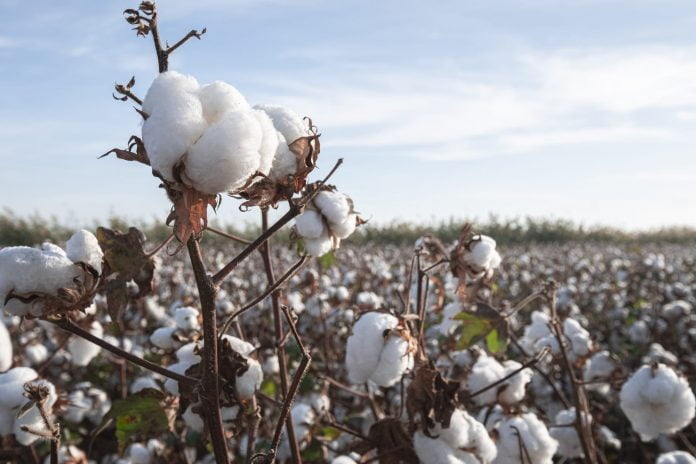 4 Jenis Kain Cotton Kualitas Terbaik