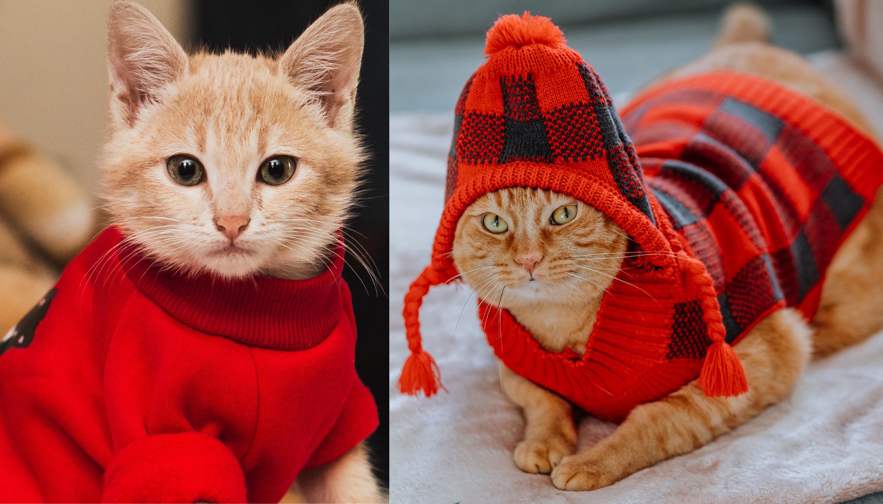 Hoodie dan Sweater yang Populer untuk Kucing