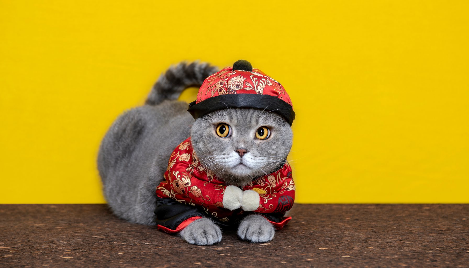 Ilustrasi Pemakaian Baju Kucing dengan Motif Unik