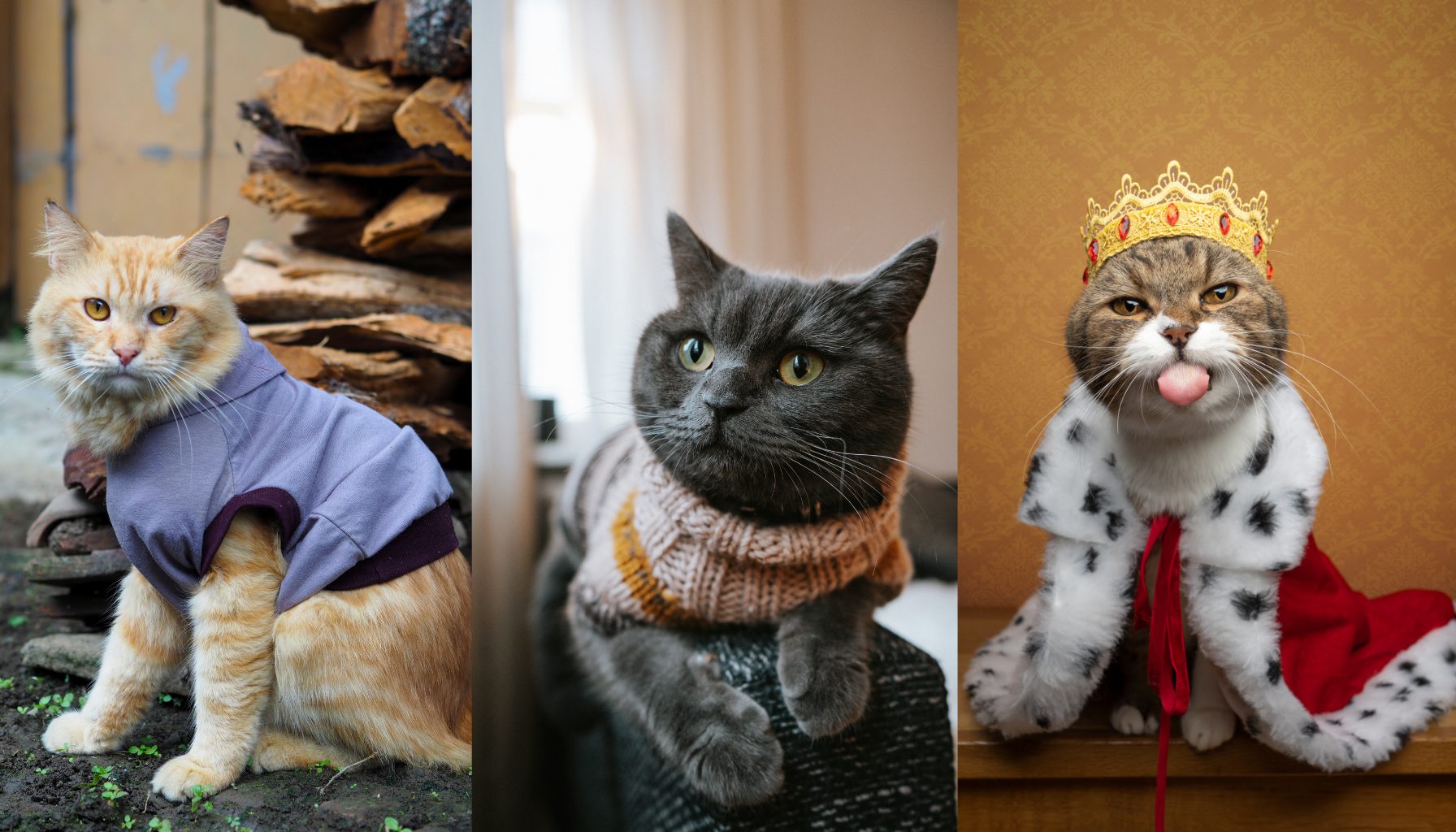 Model Baju Kucing Lainnya yang Populer